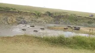 Hippoes trotting towards the water