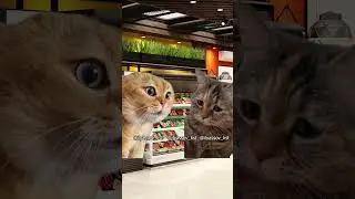 Алло, дорогая, я в магазине. Что взять? #тренд #приколы #коты #мемыскотами#веселыекоты