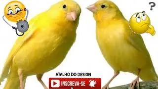quais são as doenças que mais atingem o canário belga