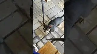 собака говоряка.  Ричик Запорожье