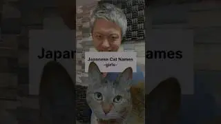 Japanese female cat name recommendations 🐱