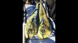 Mahi mahi double strike