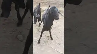 goat attacking #shorts