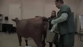 Veterinary Simulator Industries Hereford dystocia simulator