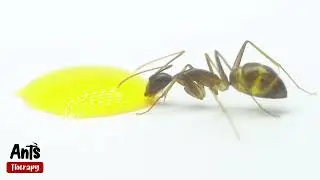 What Happens When Ant Sees a Drop of Yellow Liquid Candy