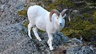 Alaskan Dall Sheep