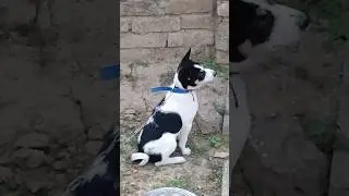 Puppy So Happy