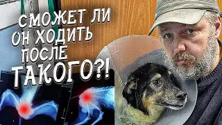Animal Rescue/What the Vet Told Us/Taking Gosha Home