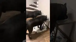Прикрепила ссылку в описании канала на наш телеграмм канал . https://t.me/tttt_canecorso