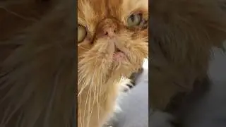 You and Your Friend. Dire Straits. Old Red Cat Garfield