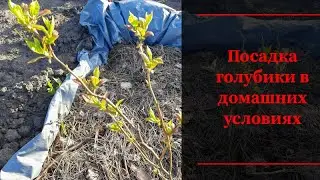 Посадка голубики весной. Сорт Патриот.