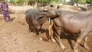 Buffalo Meeting In Desert Punjab |Male Buffalo Stand up |Sacind time meetup buffalo female| ||