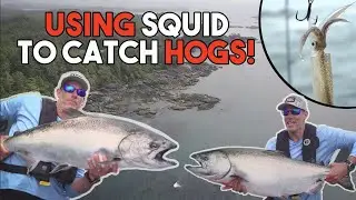 How to CATCH Live Squid and use as BAIT | Hat Trick of HOGS on Squid!