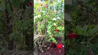#hibiscus #hibiscusgrafting #flowers #garden #botanicalbeauty #relaxingmusic #nature