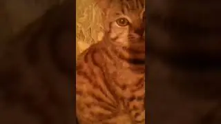 кот Тишка и его друзья