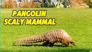 WHY PANGOLINS ARE THE MOST MYSTERIOUS ANIMALS ON EARTH | EXQUISITE INFO TV