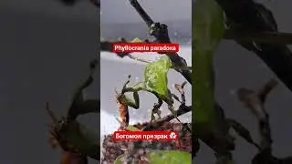 Богомол - призрак ест таракана. Ghost mantis eating roach.