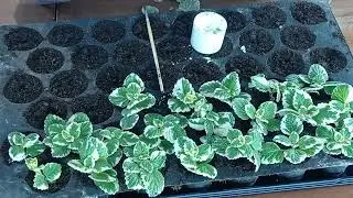 Assortment for sale for spring. For beginners.