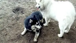 Хаски против Самоеда