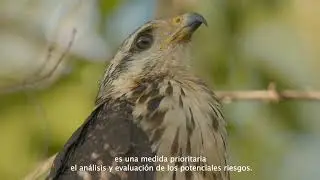 Análisis de riesgos a OGM