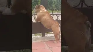 🤣охранница наша