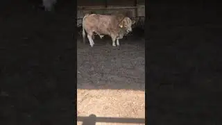 шароле 680 кг мясом