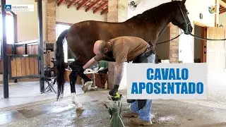 Casqueando cavalo aposentado numa ferradoria nota 10