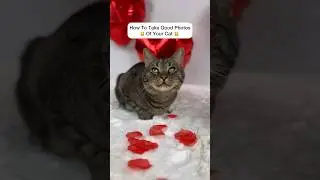 How to take good photos of your cat!