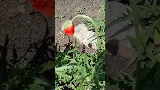 Будем живы не помрём