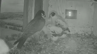 Xavier brings breakfast prey for Yira & Garrama | FalconCam Project | Nov 4, 2024