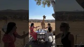 Afternoon tea with giraffes in Namibia🫖 🦒 #namibia #africatravels #bucketlist #giraffe #africa