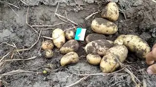 Середньопізній сорт картоплі Сабріна