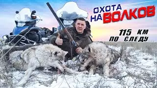 Wolf hunt! We chased wolves for 115 km.