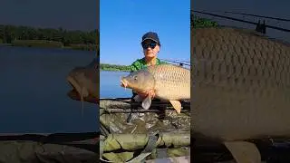 Carp fishing #fishing