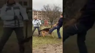 Немецкая овчарка атакует. Дрессировка собак 