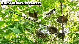 LUPIT NG ALPAS,,,HINDI KINAYA NI CARPET