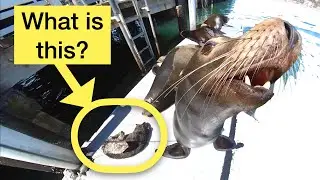 Sea lions bathing in the sun