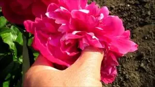 Черри Роял  пион красный