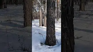 Алекс Юстасу...Докладываю...В Сибирь опять пришел зима...🙂