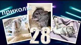 Лучшие приколы про ШИНШИЛЛ! Смешные ШИНШИЛЛЫ! Funny chinchillas❤#28