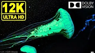 Water World 12K HDR 60fps * Dolby Vision *