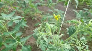 How to properly train tomatoes to get a good harvest.