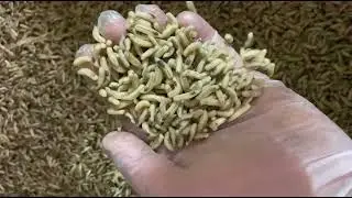 Купить Опарыш Оптом