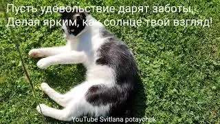 Funny Cat! Забавный котик для настроение Пусть настроенья весёлые ноты Светлой мелодией нынче звучат