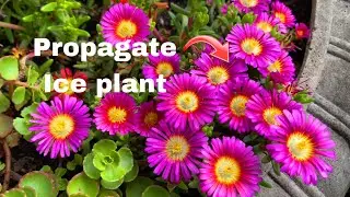 Easily Propagate Ice Plant (Delosperma)