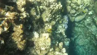 SWIMMING WITH BLACK MASKED | ULTRA HD MARINE LIFE 8K | Marine Life | Top Sea Animals | Coral Reef