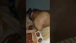 #doglover #pitbulldog #mixpitbull