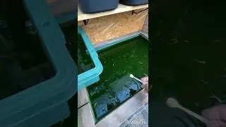 メダカ水槽201 何もない日もありますね☺️ #shorts #aquarium #メダカ #fish