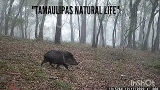 Fototrampeo (fauna tamaulipeca)