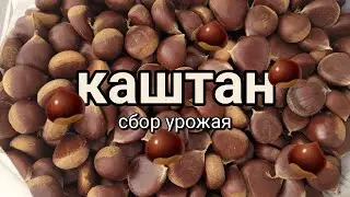 Дом в Грузии. Часть 20. Каштан